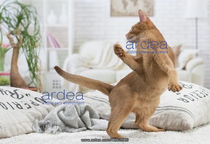 : 80201517 Cat - Abyssinian Jean-Michel Labat All : 80201517 Cat - Abyssinian Jean-Michel Labat All