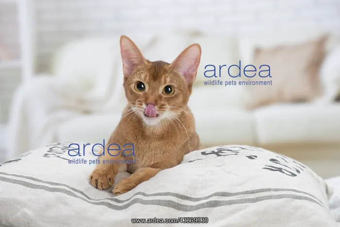 : 80201518 Cat - Abyssinian Jean-Michel Labat All : 80201518 Cat - Abyssinian Jean-Michel Labat All