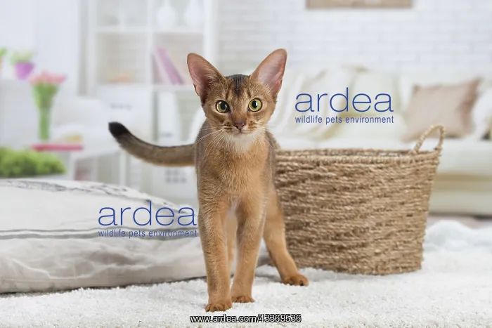 : 80201519 Cat - Abyssinian Jean-Michel Labat All : 80201519 Cat - Abyssinian Jean-Michel Labat All