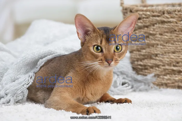 : 80201520 Cat - Abyssinian Jean-Michel Labat All : 80201520 Cat - Abyssinian Jean-Michel Labat All