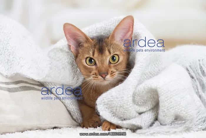 : 80201521 Cat - Abyssinian Jean-Michel Labat All : 80201521 Cat - Abyssinian Jean-Michel Labat All