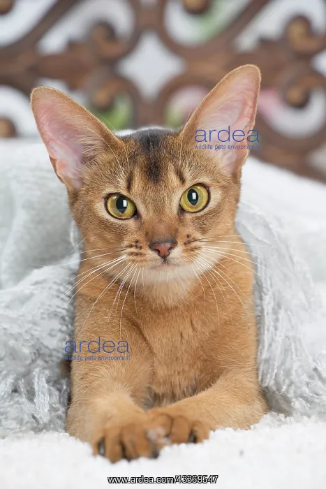 : 80201522 Cat - Abyssinian Jean-Michel Labat All : 80201522 Cat - Abyssinian Jean-Michel Labat All