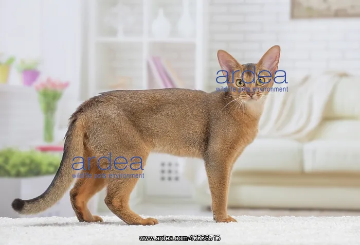 : 80201523 Cat - Abyssinian Jean-Michel Labat All : 80201523 Cat - Abyssinian Jean-Michel Labat All