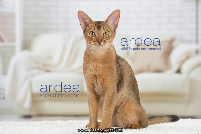 : 80201524 Cat - Abyssinian Jean-Michel Labat All : 80201524 Cat - Abyssinian Jean-Michel Labat All