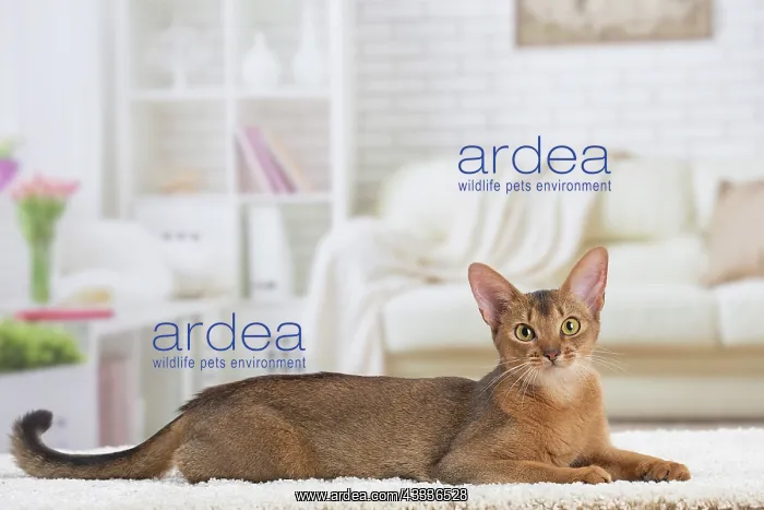 : 80201525 Cat - Abyssinian Jean-Michel Labat All : 80201525 Cat - Abyssinian Jean-Michel Labat All
