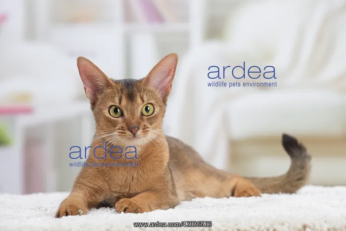 : 80201526 Cat - Abyssinian Jean-Michel Labat All : 80201526 Cat - Abyssinian Jean-Michel Labat All