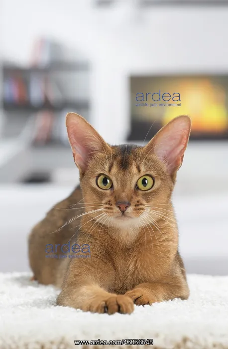 : 80201527 Cat - Abyssinian Jean-Michel Labat All : 80201527 Cat - Abyssinian Jean-Michel Labat All