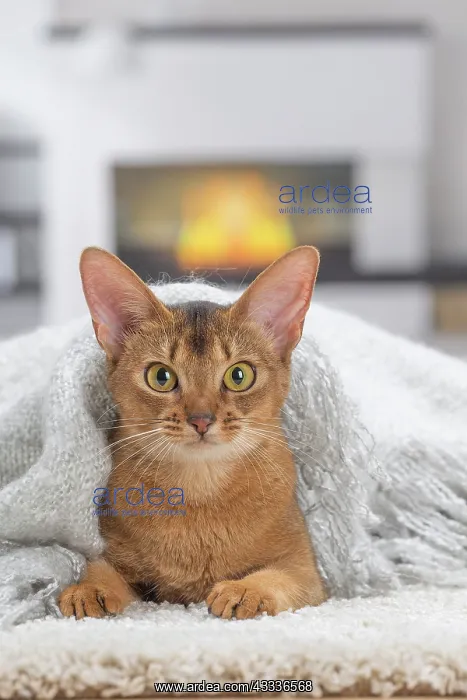 : 80201529 Cat - Abyssinian Jean-Michel Labat All : 80201529 Cat - Abyssinian Jean-Michel Labat All