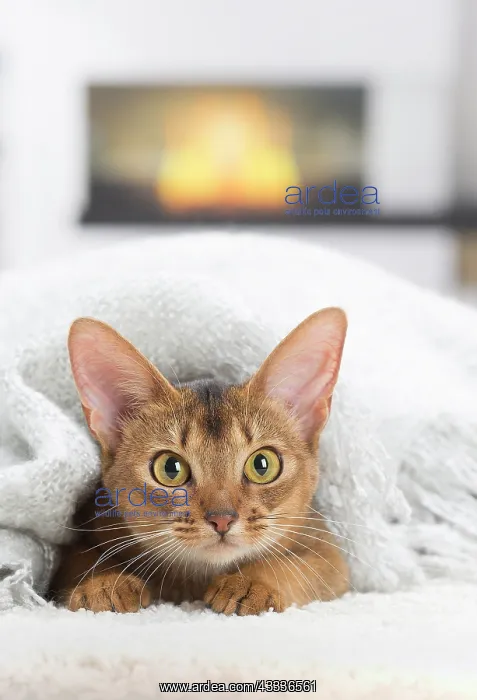 : 80201530 Cat - Abyssinian Jean-Michel Labat All : 80201530 Cat - Abyssinian Jean-Michel Labat All