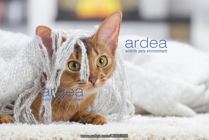 : 80201531 Cat - Abyssinian Jean-Michel Labat All : 80201531 Cat - Abyssinian Jean-Michel Labat All