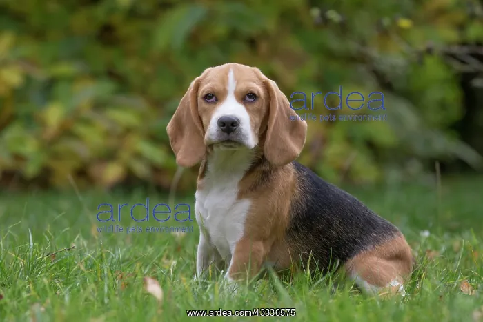 : 80201533 Dog - Beagle Jean-Michel Labat All images : 80201533 Dog - Beagle Jean-Michel Labat All images