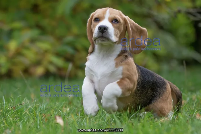 : 80201534 Dog - Beagle Jean-Michel Labat All images : 80201534 Dog - Beagle Jean-Michel Labat All images