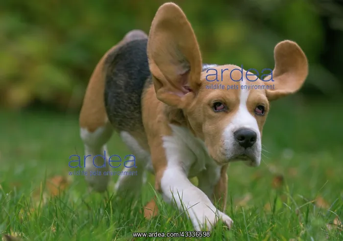 : 80201535 Dog - Beagle Jean-Michel Labat All images : 80201535 Dog - Beagle Jean-Michel Labat All images