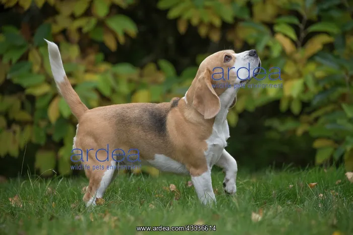  : 80201536 Dog - Beagle Jean-Michel Labat All images