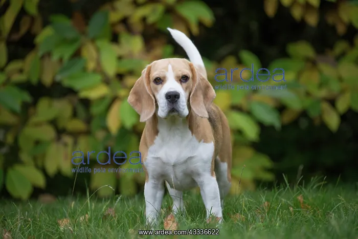 : 80201537 Dog - Beagle Jean-Michel Labat All images : 80201537 Dog - Beagle Jean-Michel Labat All images