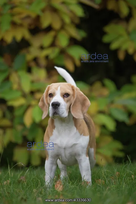 : 80201538 Dog - Beagle Jean-Michel Labat All images : 80201538 Dog - Beagle Jean-Michel Labat All images