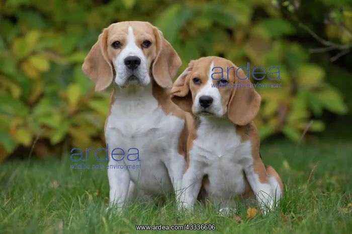: 80201539 Dog - Beagles Jean-Michel Labat All images : 80201539 Dog - Beagles Jean-Michel Labat All images