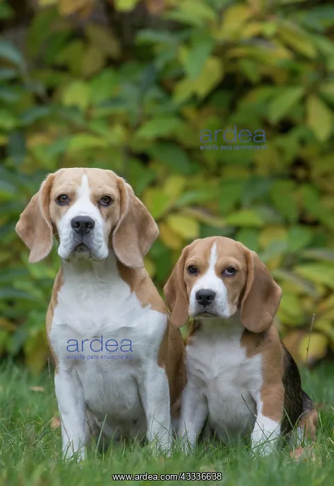 : 80201540 Dog - Beagles Jean-Michel Labat All images : 80201540 Dog - Beagles Jean-Michel Labat All images
