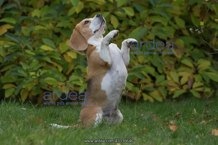  : 80201541 Dog - Beagle Jean-Michel Labat All images
