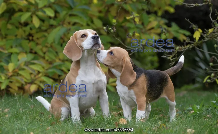 : 80201542 Dog - Beagles Jean-Michel Labat All images