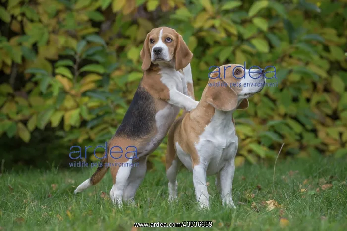 : 80201543 Dog - Beagles Jean-Michel Labat All images : 80201543 Dog - Beagles Jean-Michel Labat All images