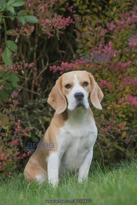 : 80201544 Dog - Beagle Jean-Michel Labat All images : 80201544 Dog - Beagle Jean-Michel Labat All images