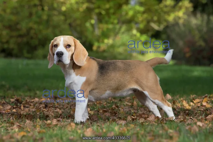: 80201545 Dog - Beagle Jean-Michel Labat All images : 80201545 Dog - Beagle Jean-Michel Labat All images