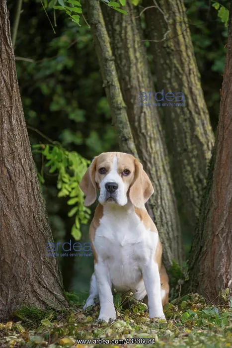 : 80201546 Dog - Beagle Jean-Michel Labat All images : 80201546 Dog - Beagle Jean-Michel Labat All images