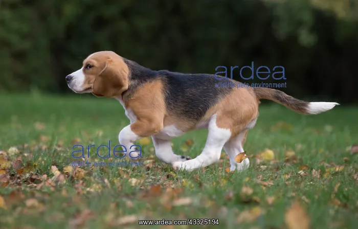 : 80201547 Dog - Beagle Jean-Michel Labat All images : 80201547 Dog - Beagle Jean-Michel Labat All images