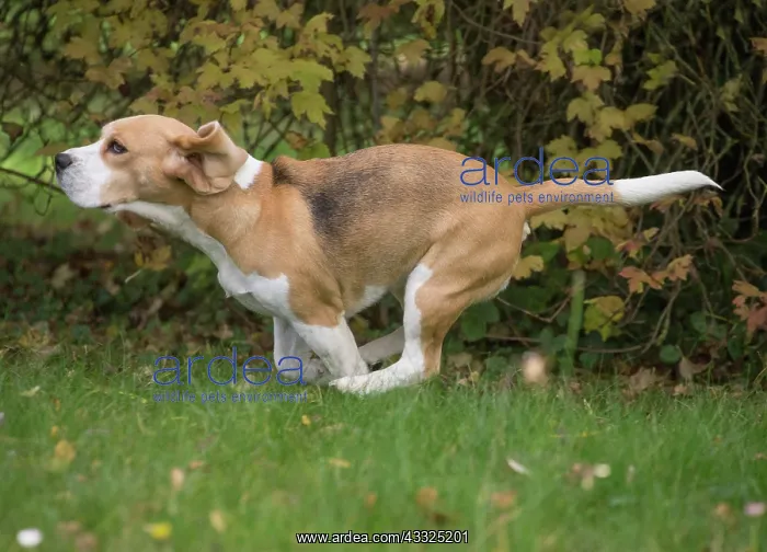 : 80201548 Dog - Beagle Jean-Michel Labat All images : 80201548 Dog - Beagle Jean-Michel Labat All images