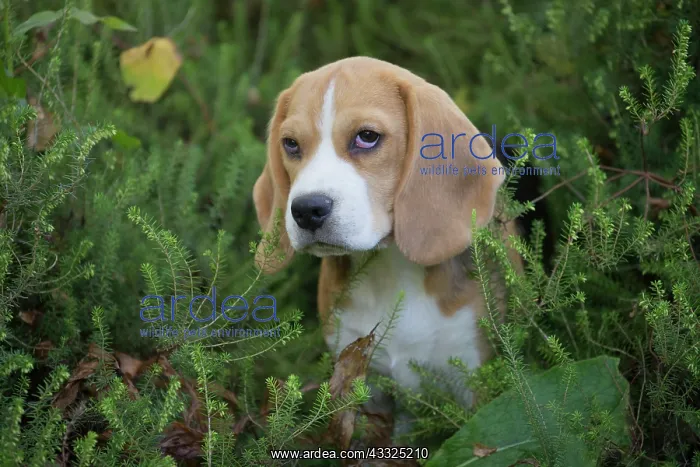 : 80201549 Dog - Beagle Jean-Michel Labat All images : 80201549 Dog - Beagle Jean-Michel Labat All images