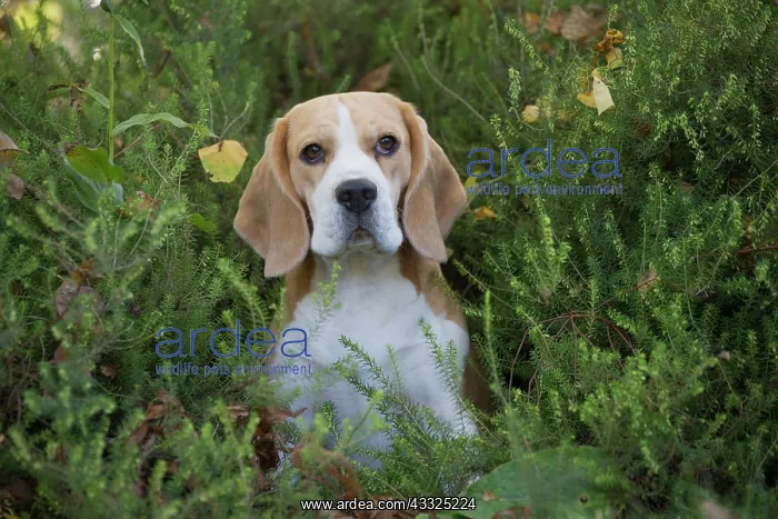  : 80201550 Dog - Beagle Jean-Michel Labat All images