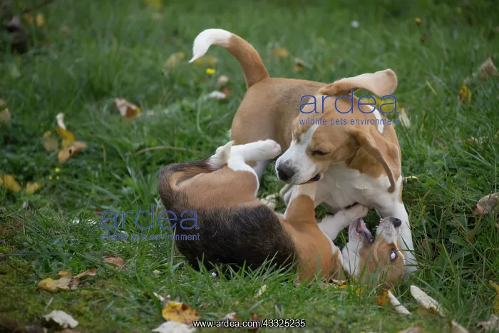 : 80201551 Dog - Beagles Jean-Michel Labat All images : 80201551 Dog - Beagles Jean-Michel Labat All images