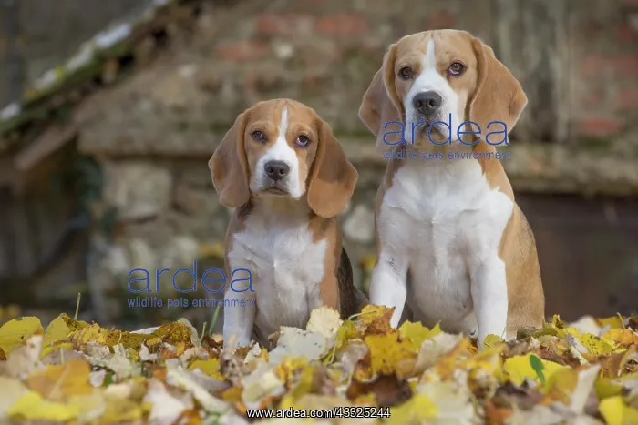 : 80201552 Dog - Beagles Jean-Michel Labat All images : 80201552 Dog - Beagles Jean-Michel Labat All images