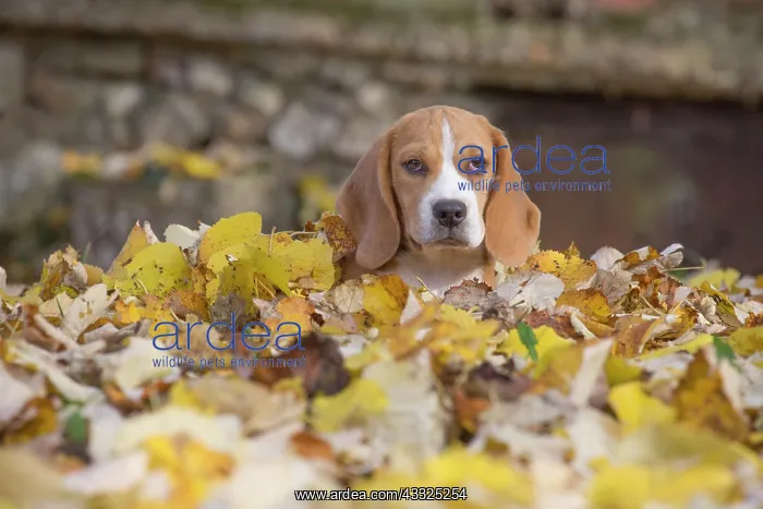 : 80201553 Dog - Beagle Jean-Michel Labat All images : 80201553 Dog - Beagle Jean-Michel Labat All images