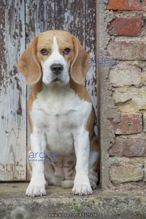 : 80201554 Dog - Beagle Jean-Michel Labat All images : 80201554 Dog - Beagle Jean-Michel Labat All images