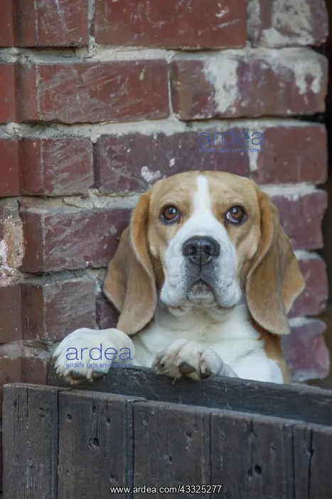 : 80201555 Dog - Beagle Jean-Michel Labat All images : 80201555 Dog - Beagle Jean-Michel Labat All images