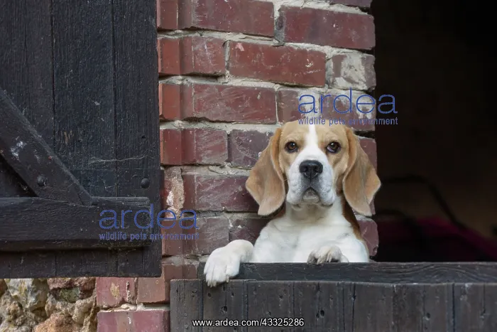 : 80201556 Dog - Beagle Jean-Michel Labat All images : 80201556 Dog - Beagle Jean-Michel Labat All images