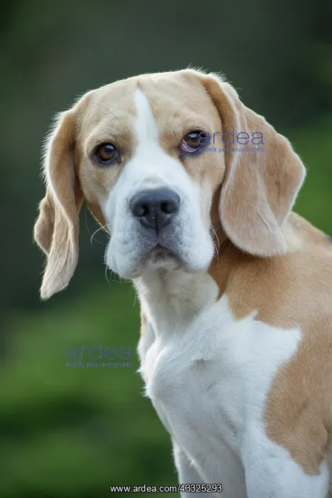 : 80201557 Dog - Beagle Jean-Michel Labat All images : 80201557 Dog - Beagle Jean-Michel Labat All images
