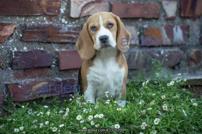 : 80201559 Dog - Beagle Jean-Michel Labat All images : 80201559 Dog - Beagle Jean-Michel Labat All images