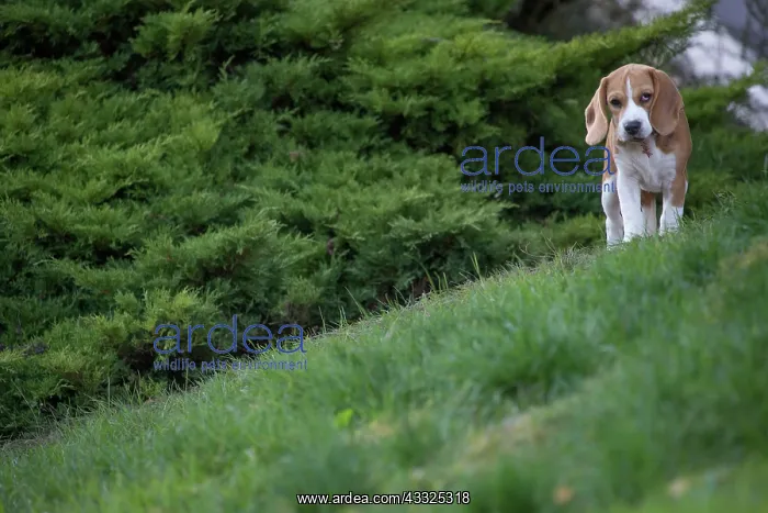 : 80201560 Dog - Beagle Jean-Michel Labat All images : 80201560 Dog - Beagle Jean-Michel Labat All images