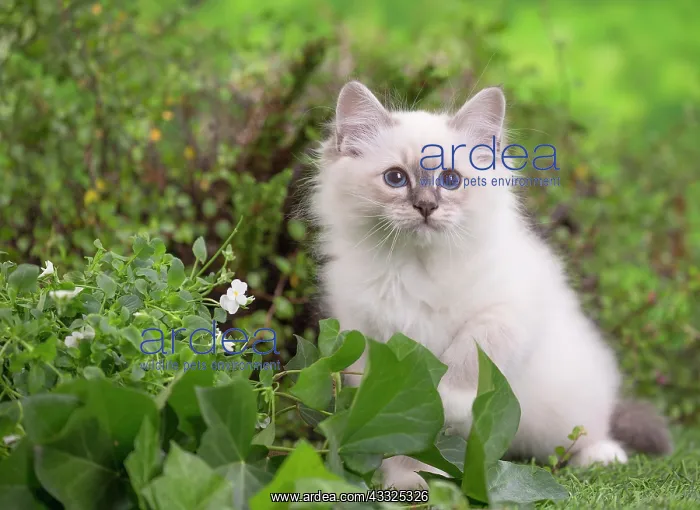 : 80201561 Cat - Birman kitten Jean-Michel Labat All : 80201561 Cat - Birman kitten Jean-Michel Labat All