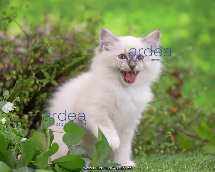 : 80201562 Cat - Birman kitten Jean-Michel Labat All : 80201562 Cat - Birman kitten Jean-Michel Labat All