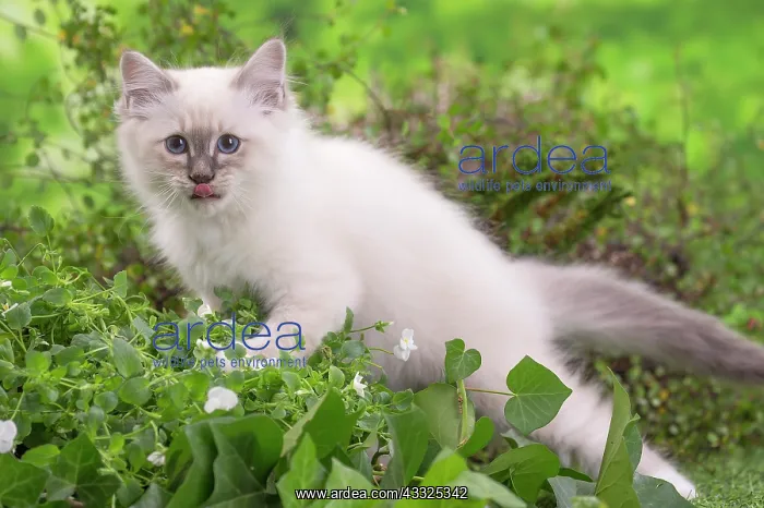 : 80201563 Cat - Birman kitten Jean-Michel Labat All : 80201563 Cat - Birman kitten Jean-Michel Labat All
