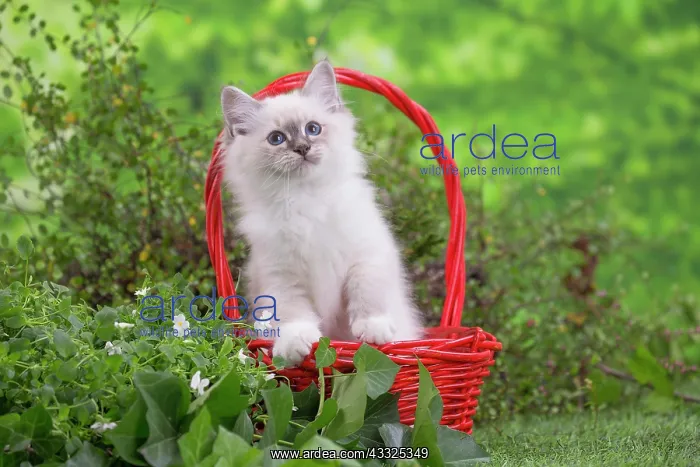  : 80201564 Cat - Birman kitten Jean-Michel Labat All