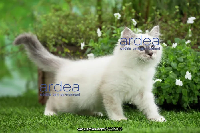 : 80201565 Cat - Birman kitten Jean-Michel Labat All : 80201565 Cat - Birman kitten Jean-Michel Labat All