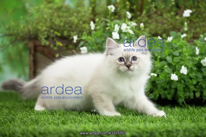 : 80201566 Cat - Birman kitten Jean-Michel Labat All : 80201566 Cat - Birman kitten Jean-Michel Labat All