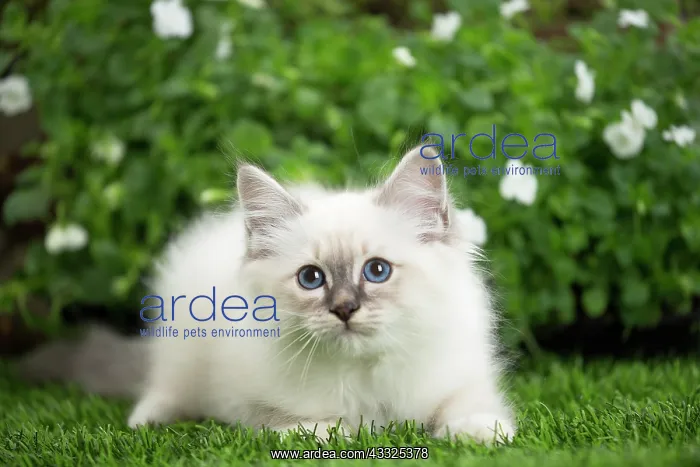 : 80201567 Cat - Birman kitten Jean-Michel Labat All : 80201567 Cat - Birman kitten Jean-Michel Labat All