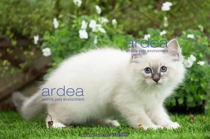 : 80201568 Cat - Birman kitten Jean-Michel Labat All : 80201568 Cat - Birman kitten Jean-Michel Labat All
