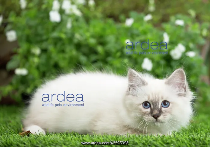 : 80201569 Cat - Birman kitten Jean-Michel Labat All : 80201569 Cat - Birman kitten Jean-Michel Labat All